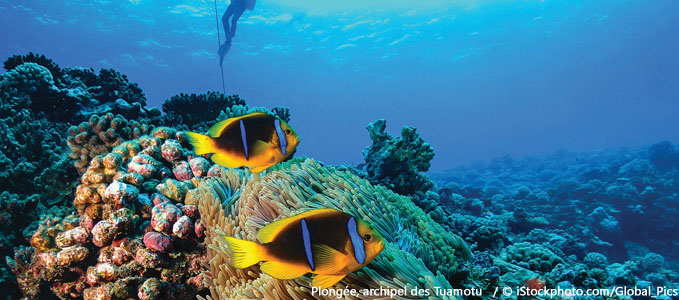 Plongée dans l'archipel Tuamotu